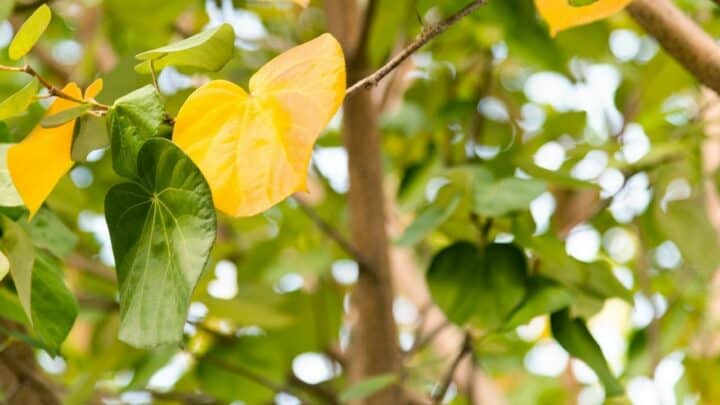 Why are my Hibiscus Leaves Turning Yellow? The Reasons