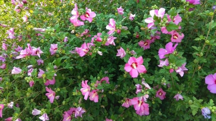 How to Prune Hibiscus – #1 Best Tips Revealed!