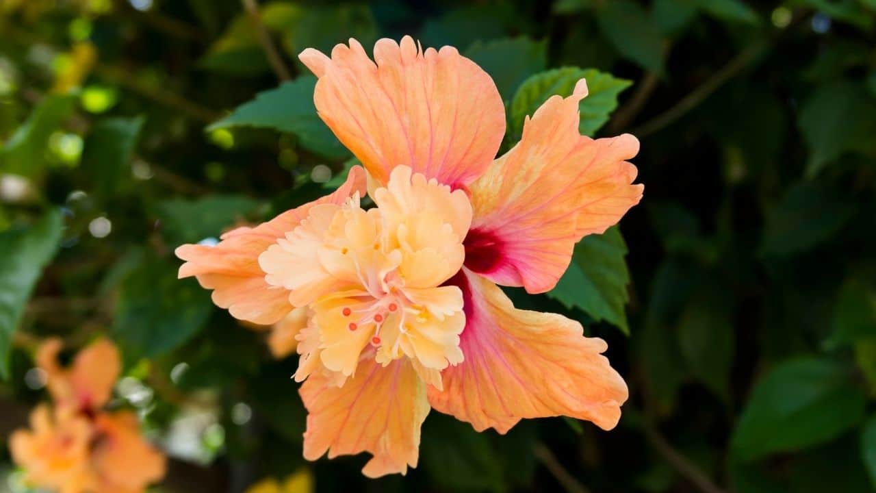 how-big-does-hibiscus-get-wow