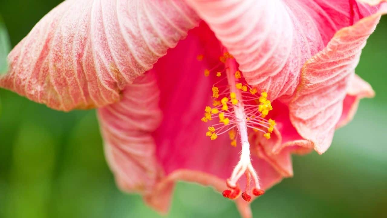 How Long do Hibiscus Blooms Last? The Bloom Cycle