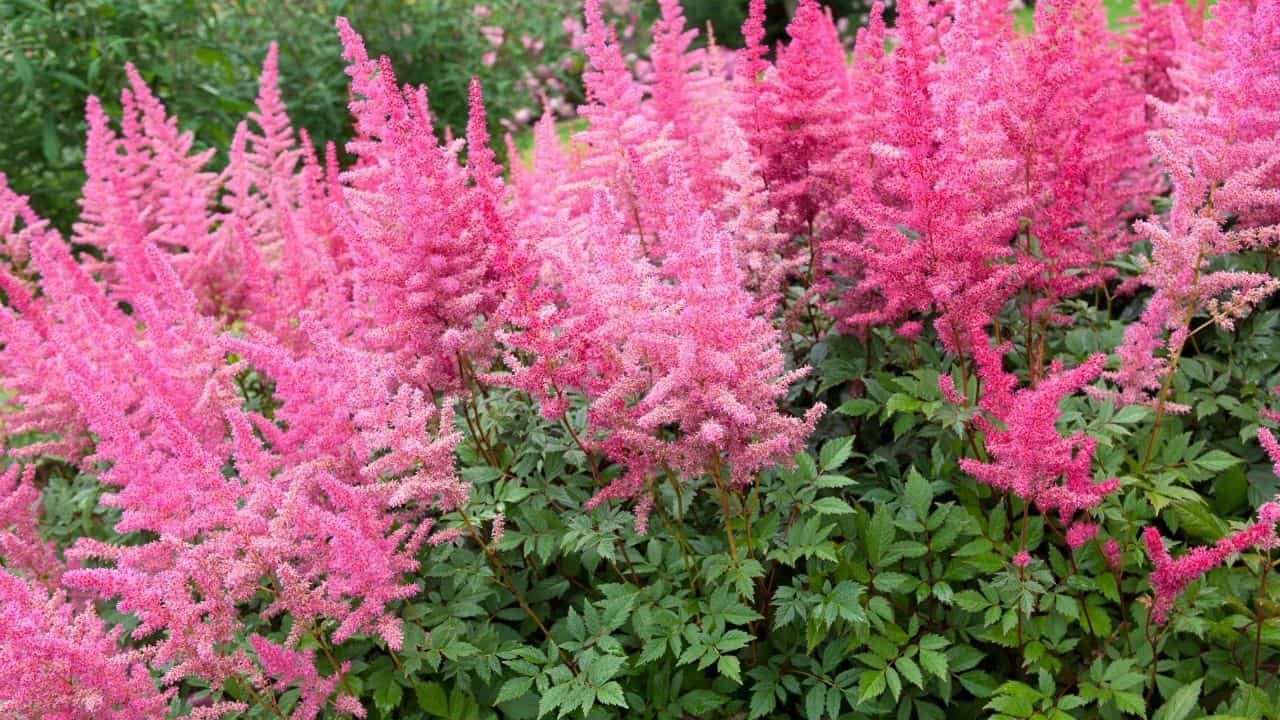 14 Best Plants for North Facing Gardens – Best Guide [2023] 23