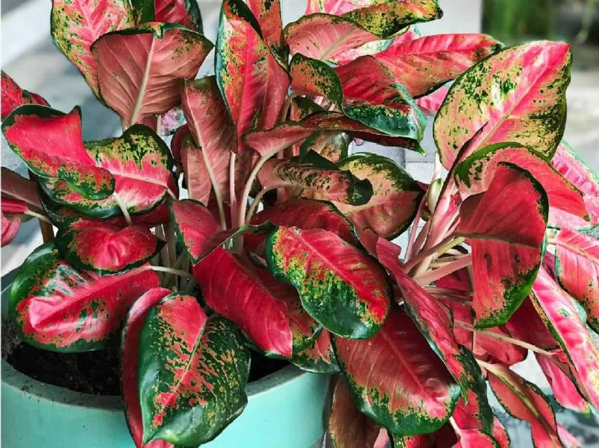 Top 10 House Plants With Red Leaves 3