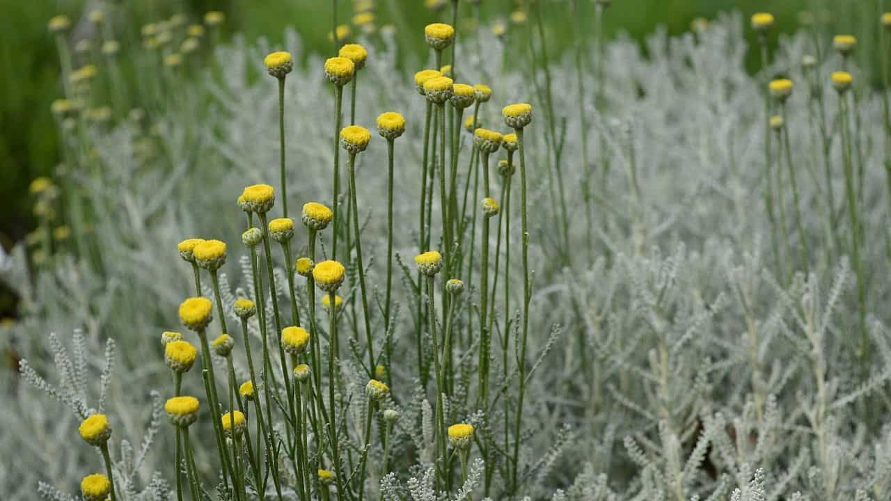 14 Best Plants for South Facing Gardens - Best Guide [2022] 8