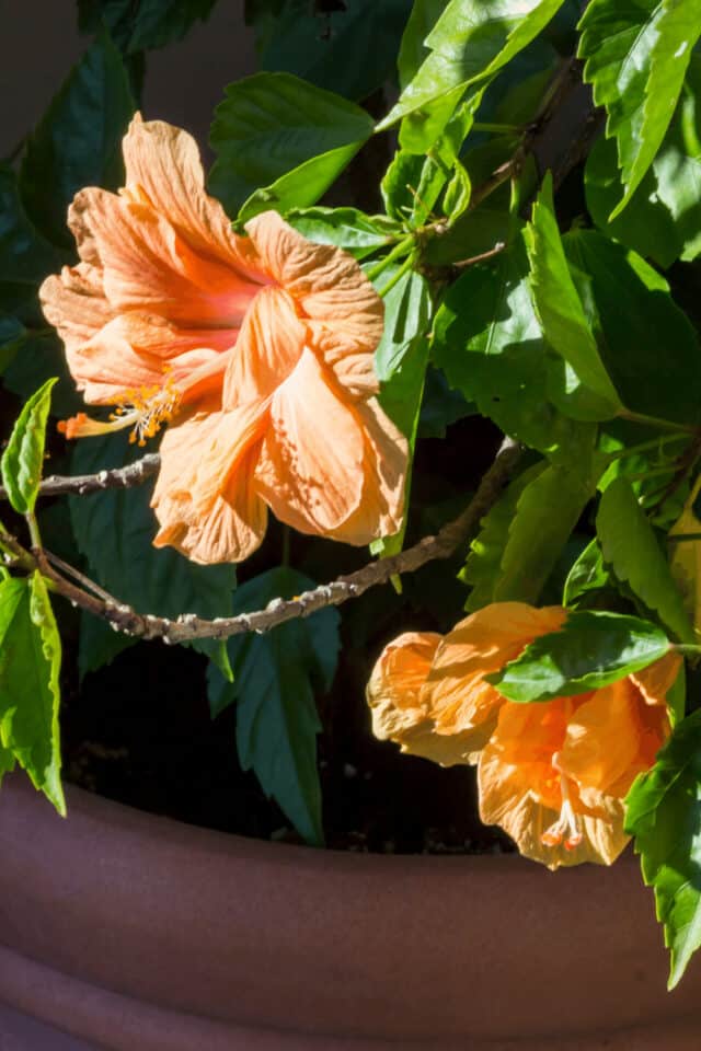 How to Prune Hibiscus 1 Best Tips Revealed!