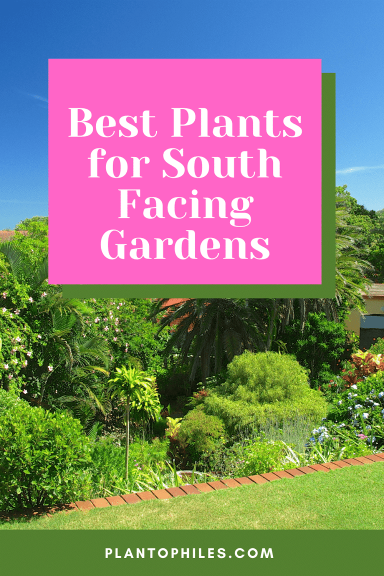 Best Plants For South Facing Gardens 768x1152 
