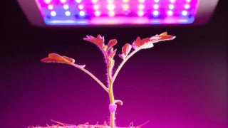 植物能在188金宝慱亚洲体育LED灯下生长吗