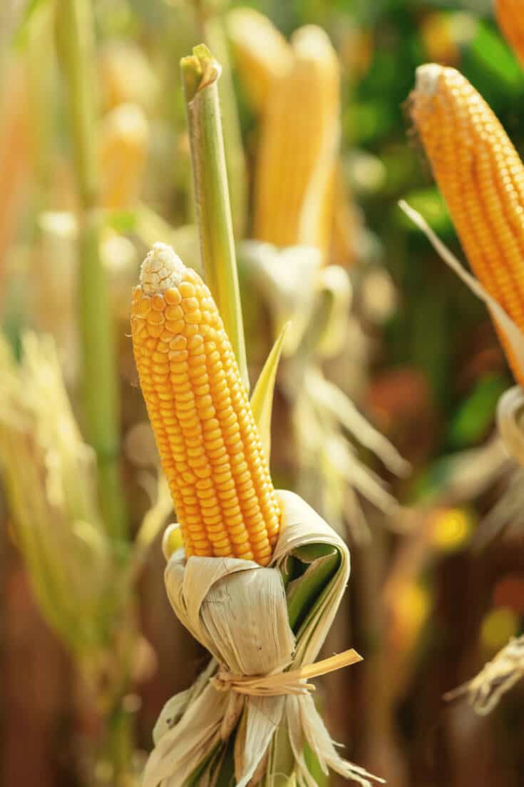 玉米可以在五月直接种在土壤中