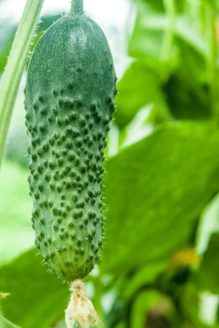 5月份，一旦气温超过60华氏度，黄瓜就非常适合在土壤中种植