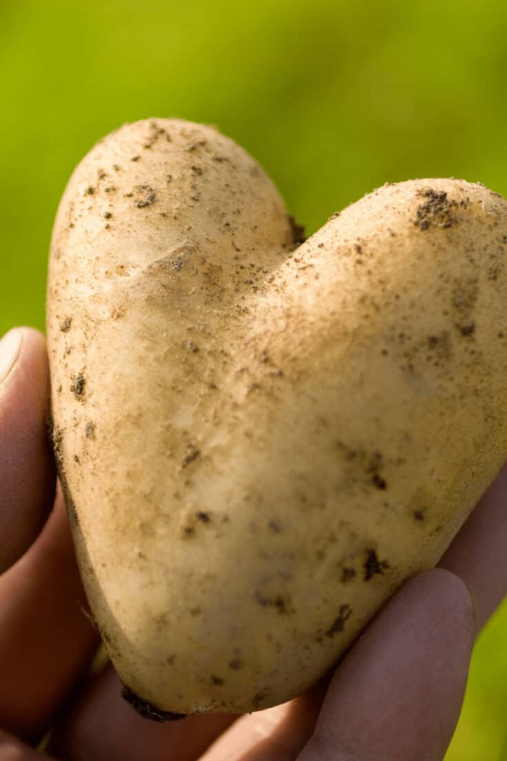 生长早期的土豆需要70-80天才能生长