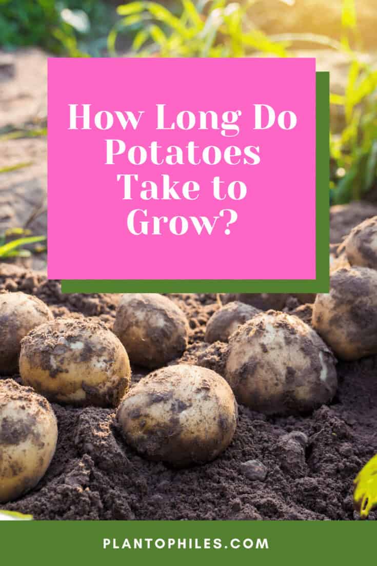 土豆需要多长时间生长?