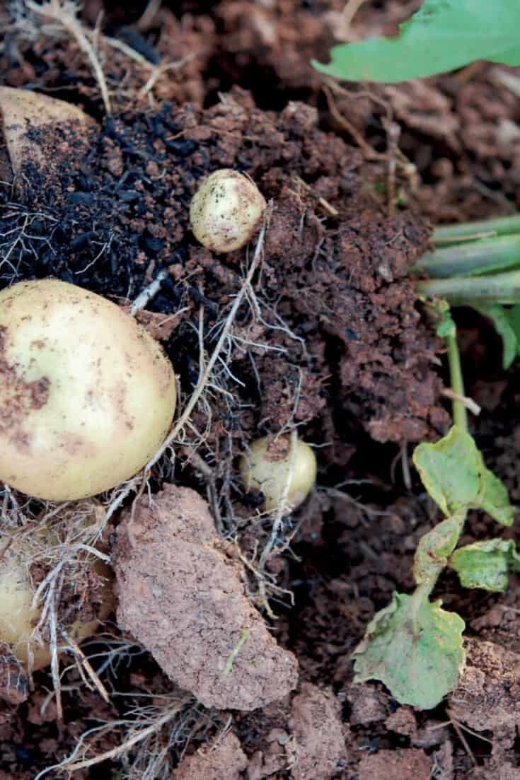 晚熟土豆需要110-120天的生长时间