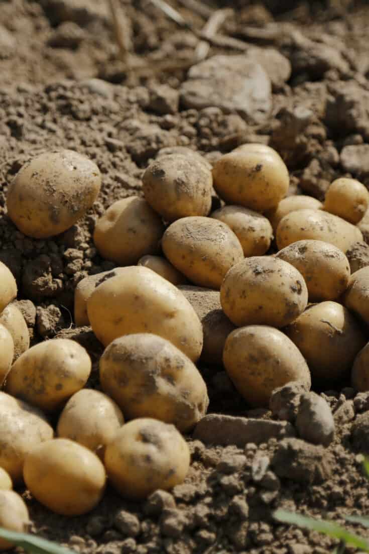 土豆的生长需要75到130天