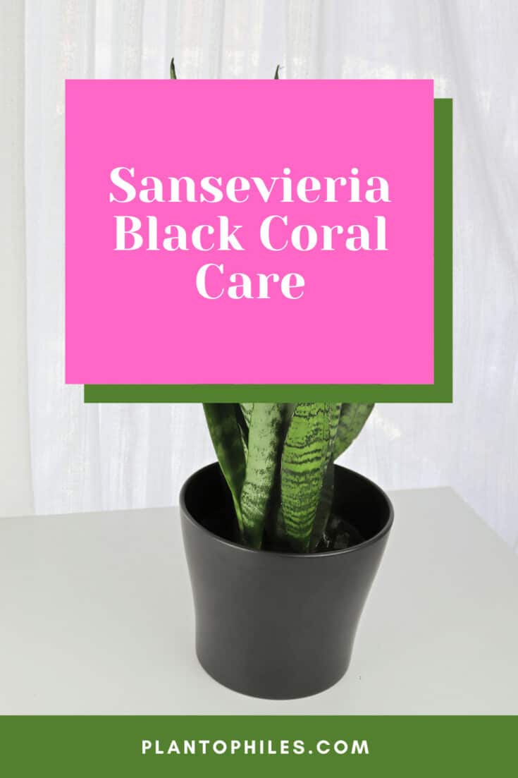 Sansevieria黑珊瑚护理