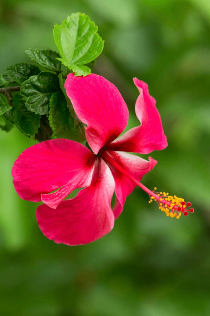 The more branches a hibiscus has the more flower it will get