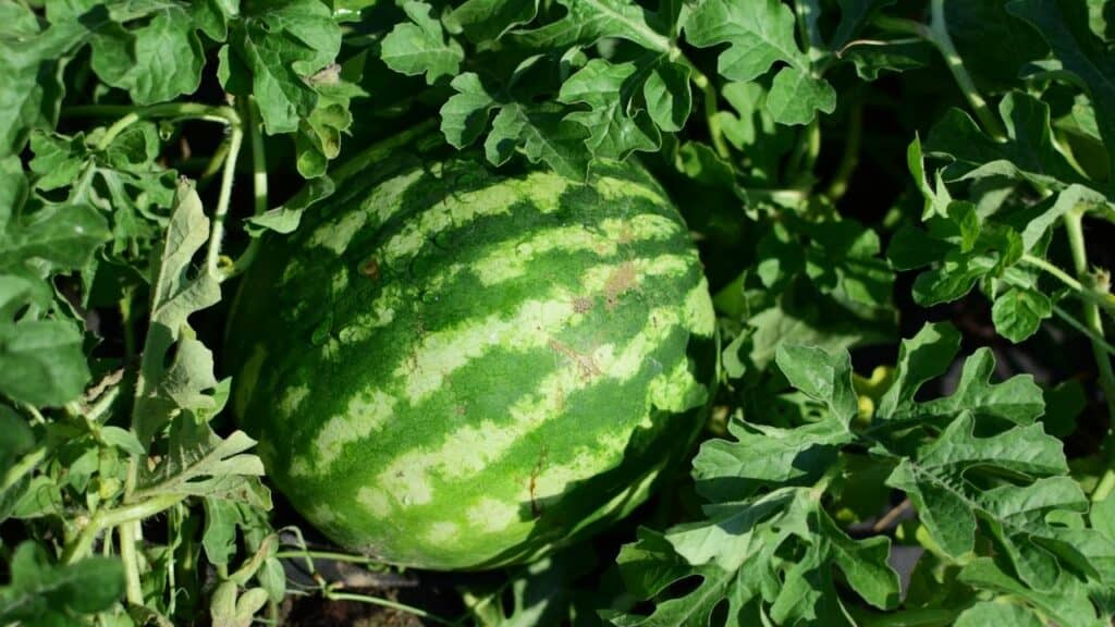 Watermelon Plant New