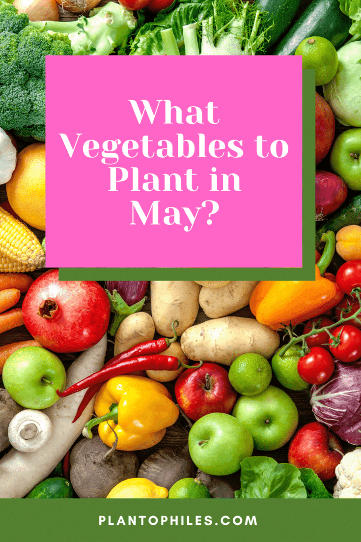 五月该种什么蔬菜?