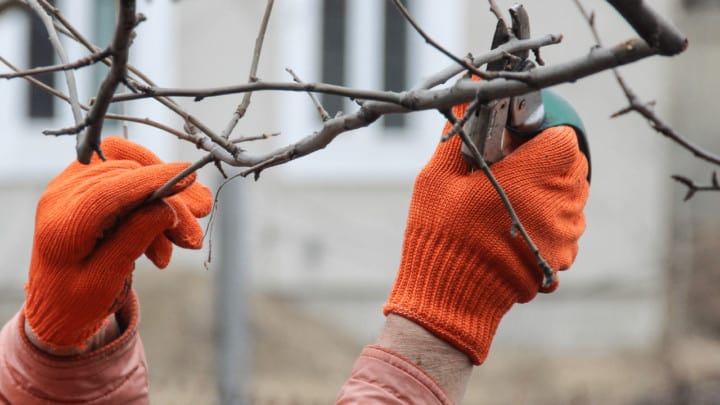 Where Do You Cut Plants When Pruning? All You Need to Know!