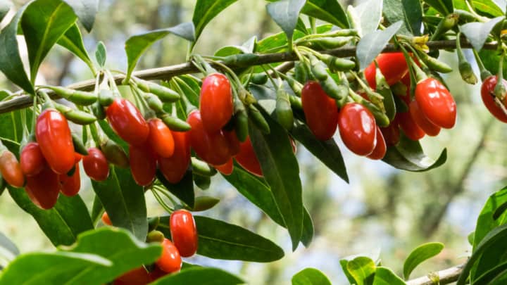 How Big Can a Goji Berry Bush Get – Let’s See!