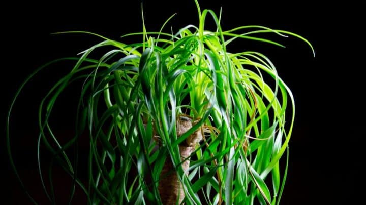 Why is My Ponytail Palm Dying? How to Recover!