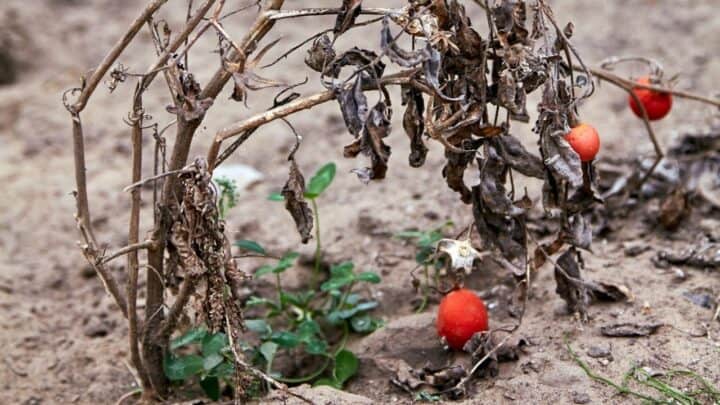 How To Revive A Dying Tomato Plant – Read This!