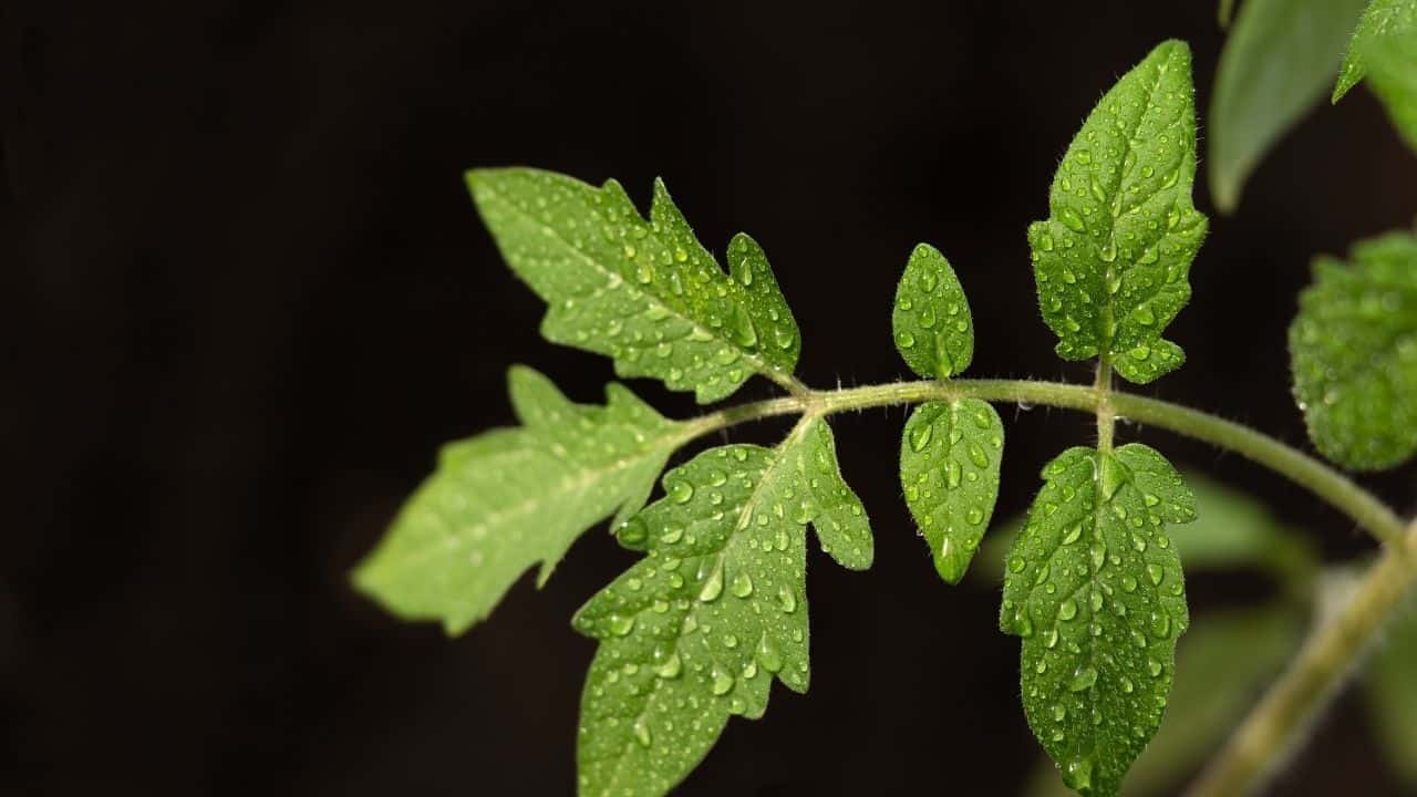 Black Spots On Tomato Leaves Tomato Diseases Explained