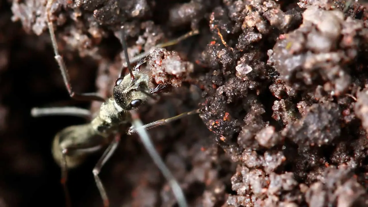 蚂蚁在土壤好还是坏?你怎么认为?6