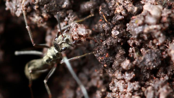 Are Ants in Soil Good or Bad? What Do You Think?