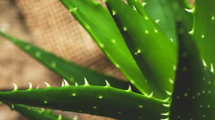 Why is my Aloe Vera Dying? - 10 Possible Reasons