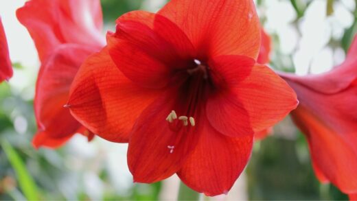 Hibiscus Pests And Diseases - What You Have To Know