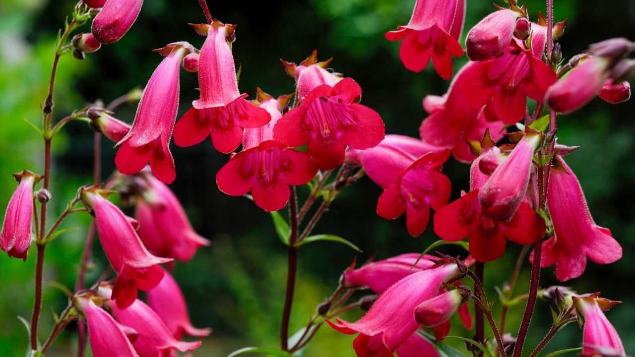 15 Best Plants for West Facing Gardens – Best Guide [2022] 9