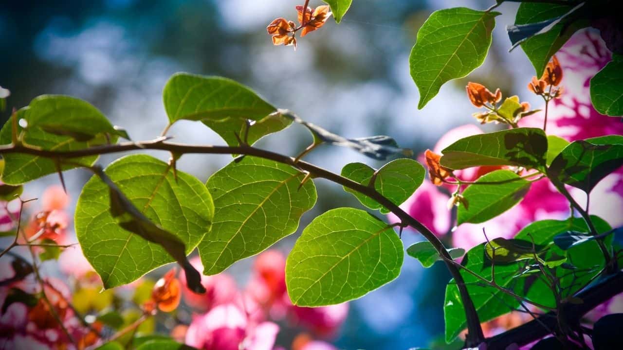 Why is my Bougainvillea Dropping Leaves?