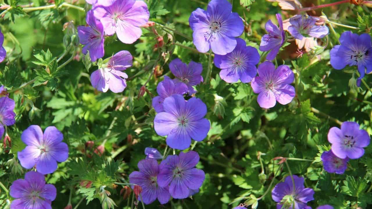 Types of Geraniums and their Characteristics 1