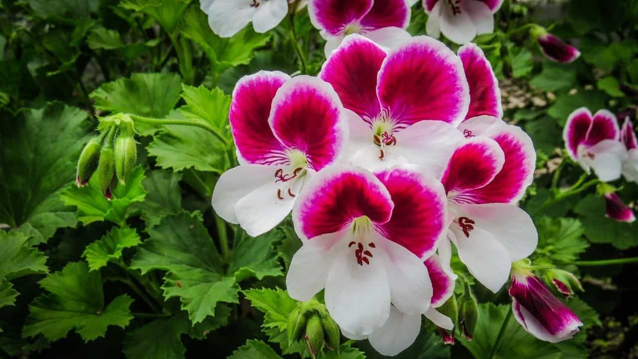 Types of Geraniums and their Characteristics 2
