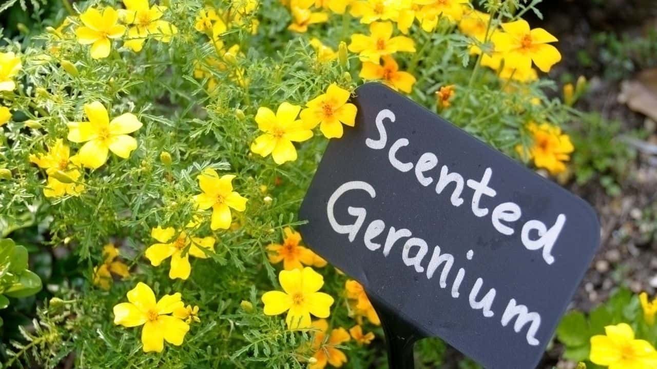 Types of Geraniums and their Characteristics 3