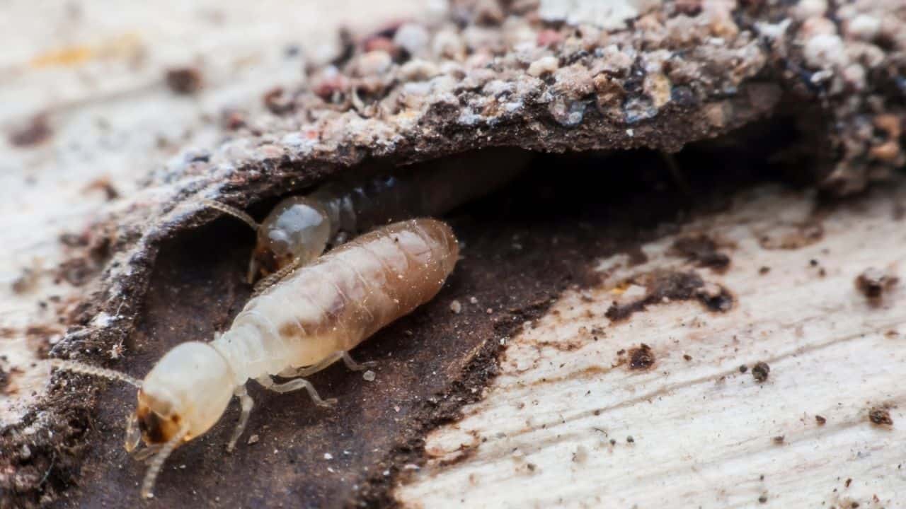 小白蚂蚁在土壤——他们是有害的吗?4