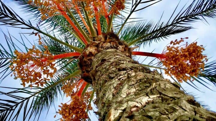 Pindo棕榈保健——种植者指南