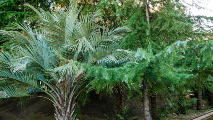 Pindo棕榈树生长速度如何?告诉我!