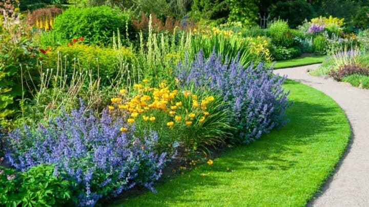 15 Best Plants for West Facing Gardens – Best Guide [2023]