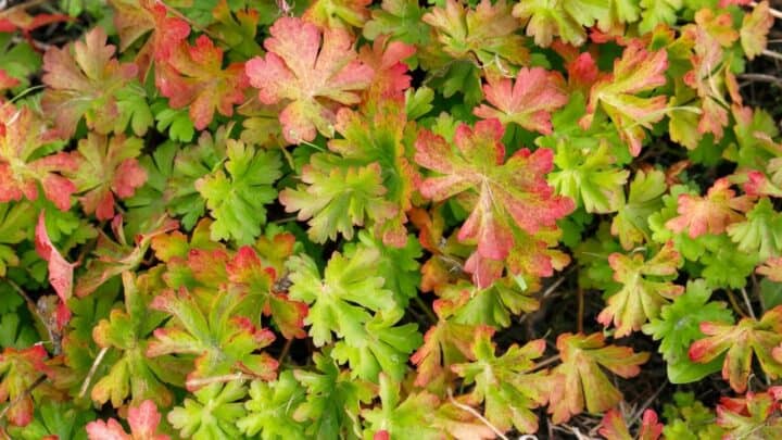 Why Do Geranium Leaves Turn Red? Gardeners Take Warning!