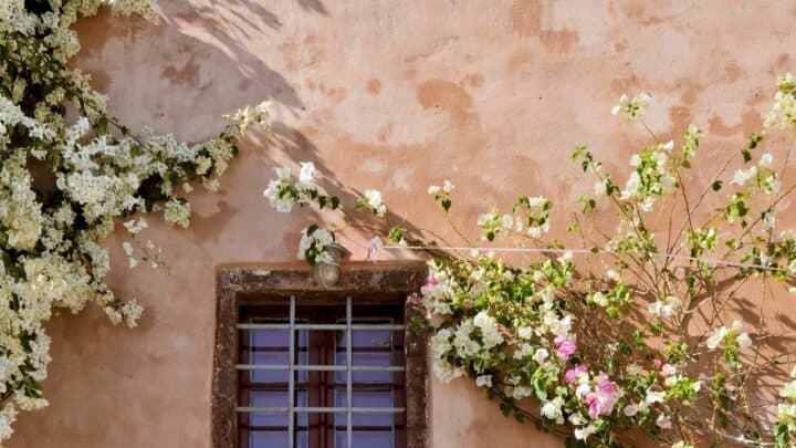 How to Grow a Bougainvillea on a Wall – WOW!