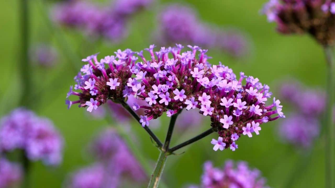 15 Best Plants for West Facing Gardens – Best Guide [2023] 16