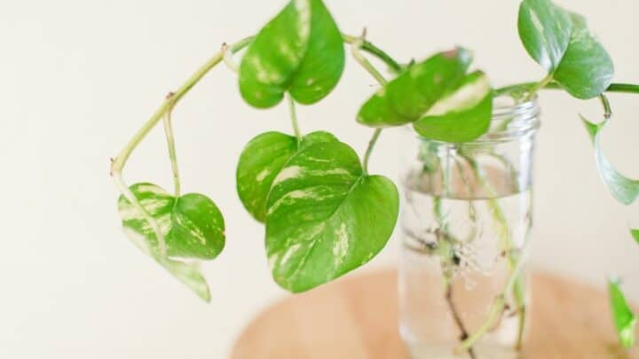 How Do You Save An Overwatered Pothos? Read This!