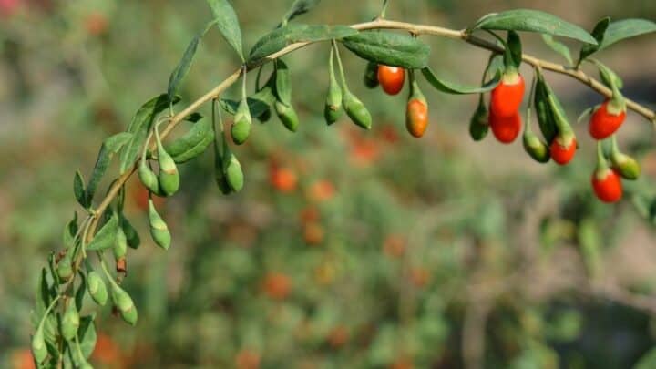 Goji Berry Plant Problems and Solutions!