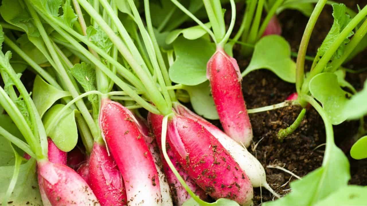 11 Best Vegetables Grown Underground 8