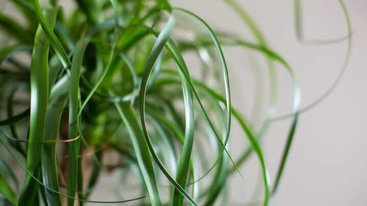 Why Ponytail Palm Leaves Turn Brown – A Survival Mechanism?