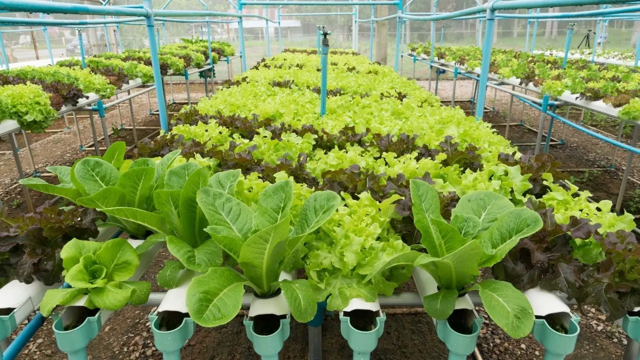 15 Best Vegetables for Hydroponics 4