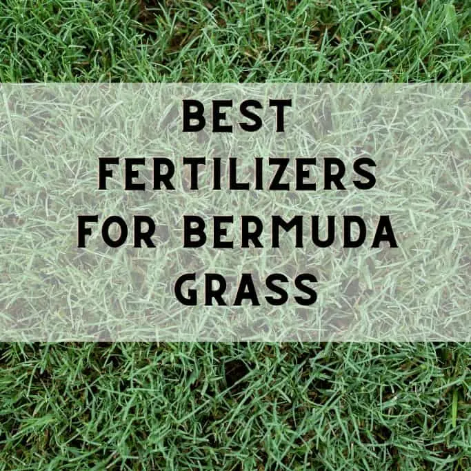 Best Fertilizers for Bermuda Grass