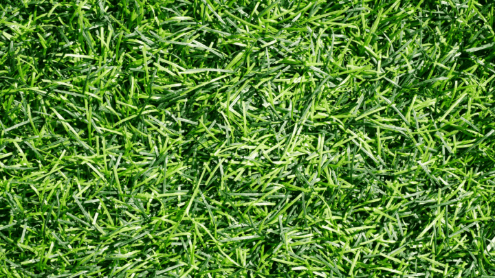 Best Fertilizers for Bermuda Grass – A Buyers Guide 2022