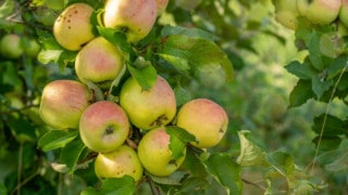 Best Fertilizers for Fruit Trees