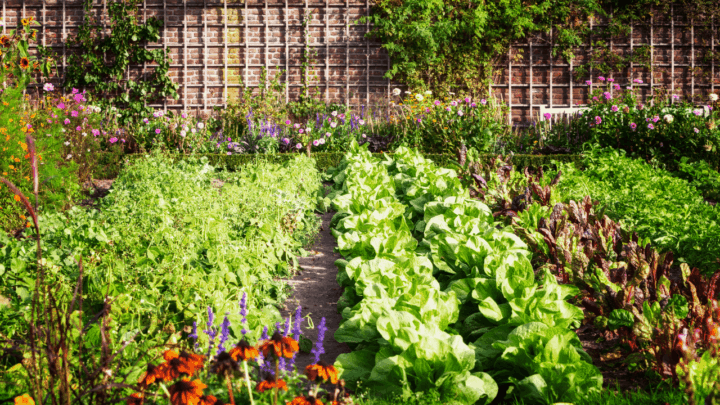 9最好的肥料为花园-一个买家指南